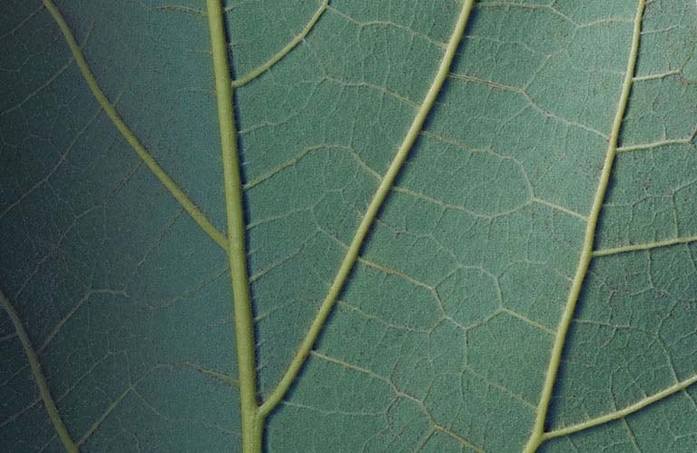 Close up of a leaf/plant image.