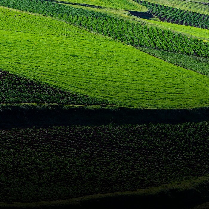 Farm-grown in Peru