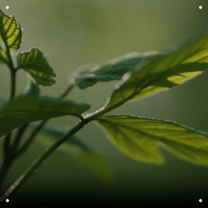 VEGAN COLLAGEN FROM PLANTS