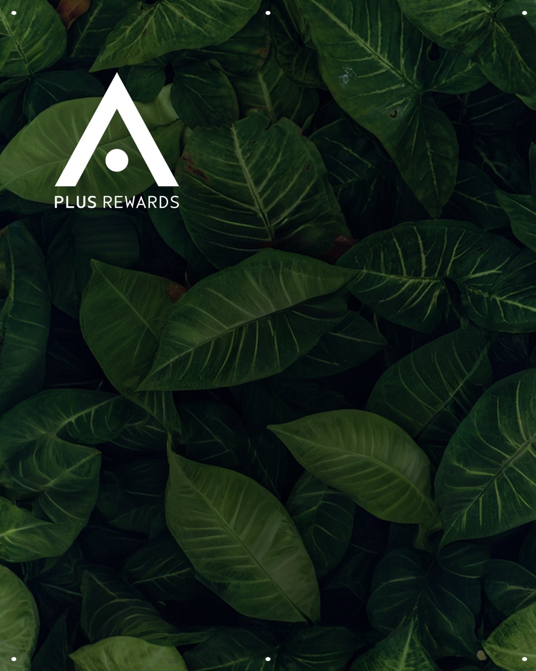 Join our Aveda Plus loyalty program and earn exclusive rewards