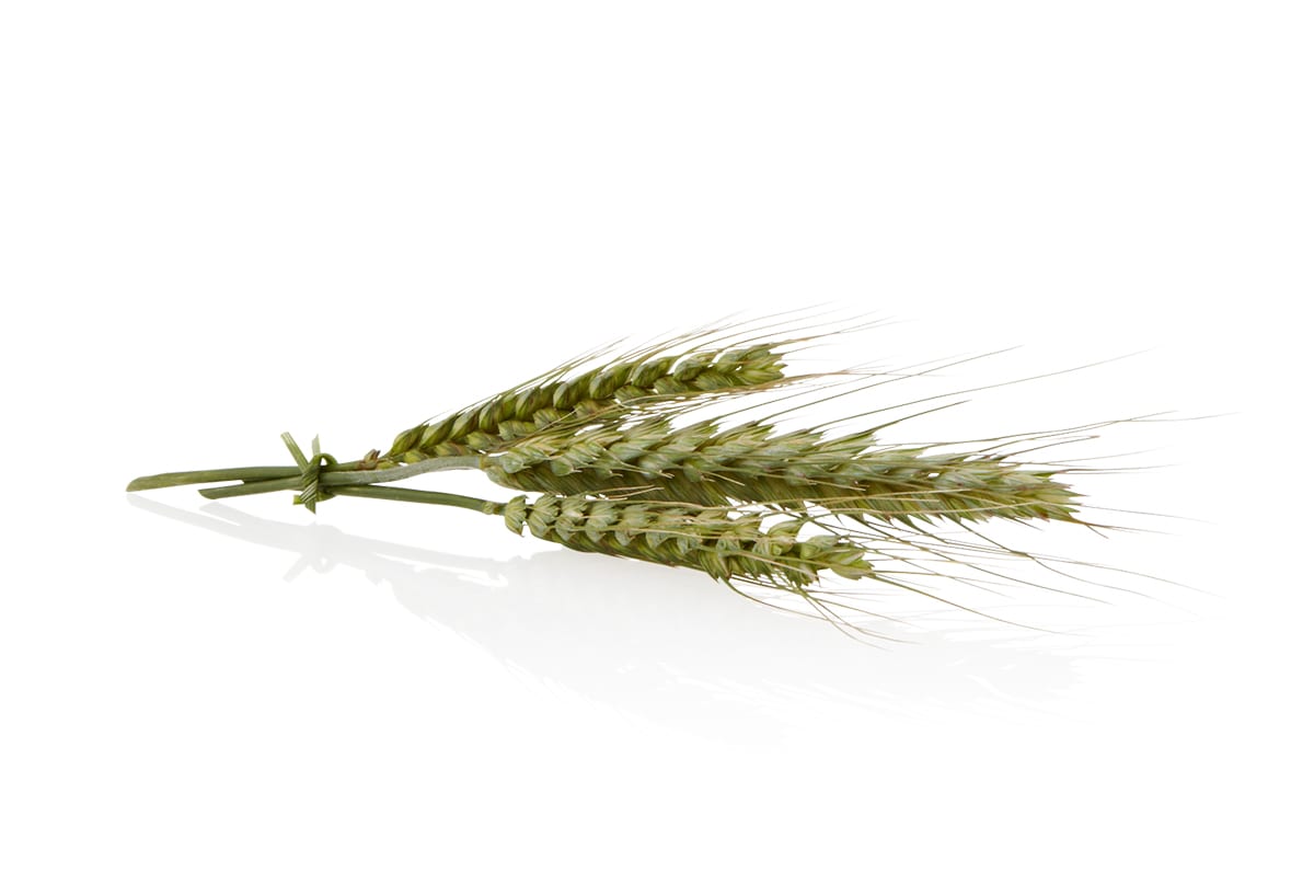 Wheat