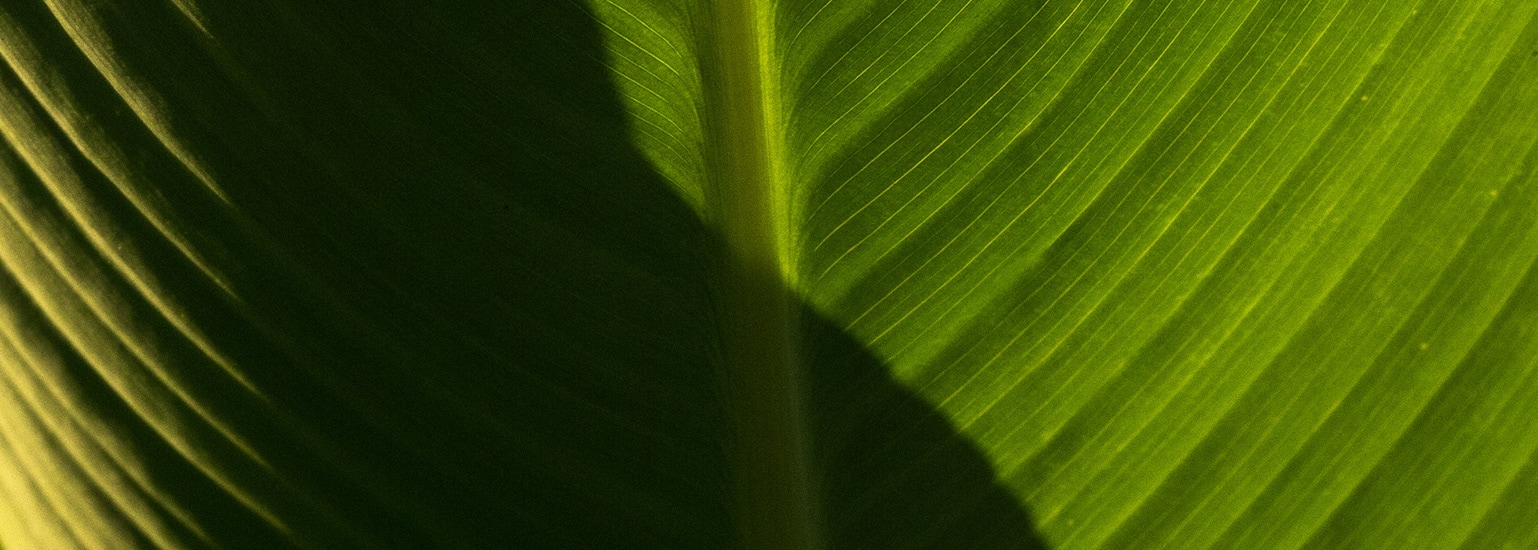 Green leaf background