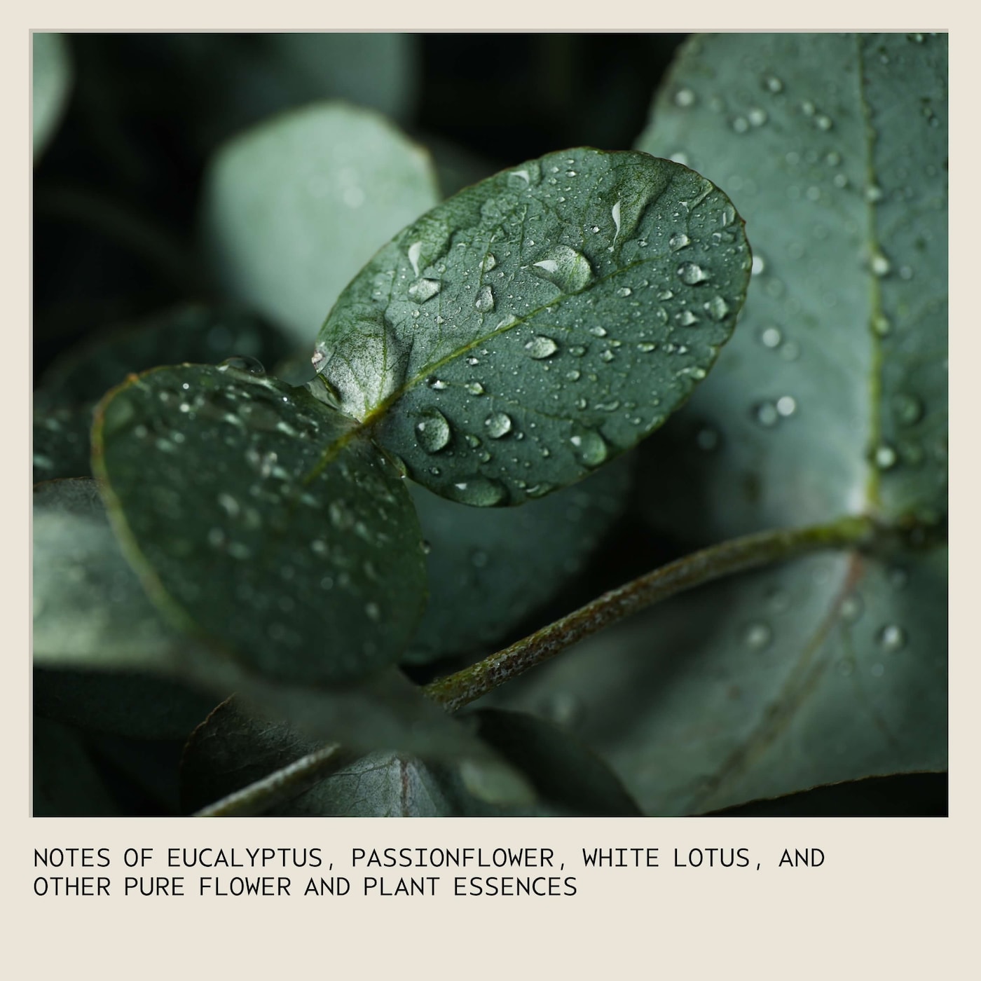 Ritual Bloom Pure-Fume™ Aroma Spray