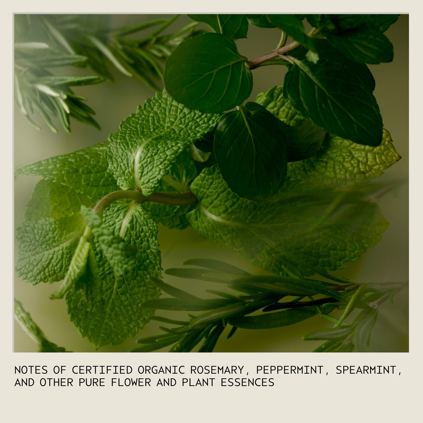 Rosemary Mint Body Wash