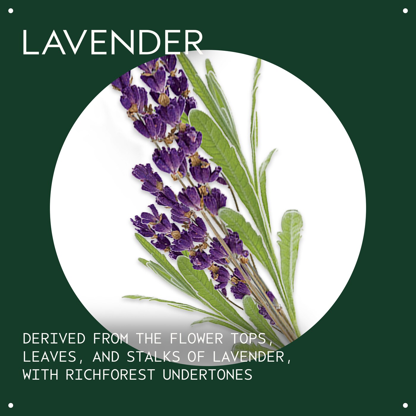 lavender essential oil + base for body and bath