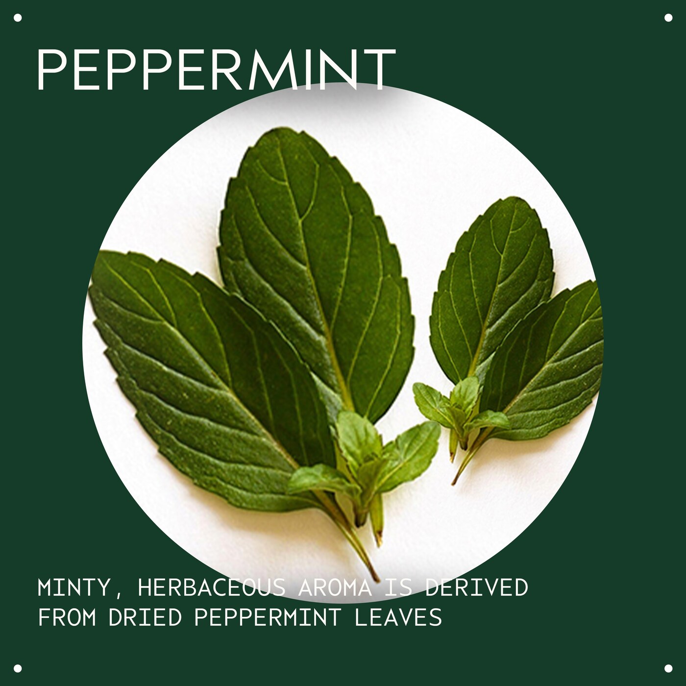 peppermint essential oil + base for body and bath